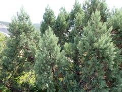 Juniperus excelsa