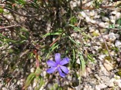 Aristea africana