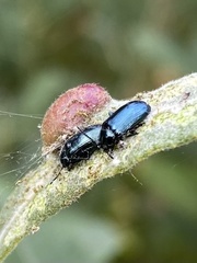 Plagiodera versicolora