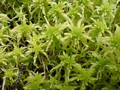 Sphagnum fallax