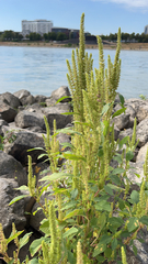 Amaranthus palmeri