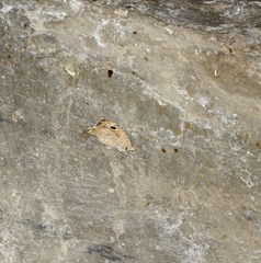 Pseudochazara pelopea