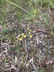 Diuris maculata