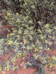 Senna artemisioides coriacea