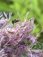 Cerastipsocus venosus