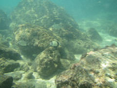 Diplodus vulgaris