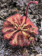 Drosera spatulata