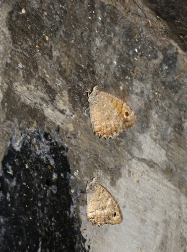 Klug's Tawny Rockbrown