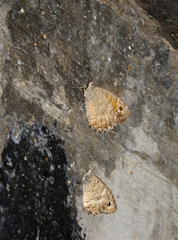 Pseudochazara pelopea