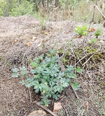 Potentilla intermedia