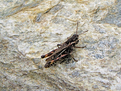 Gomphocerus sibiricus