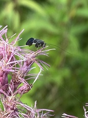 Cerastipsocus venosus