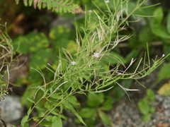 Epilobium ciliatum