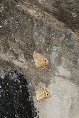 Pseudochazara pelopea