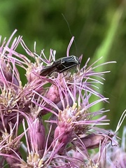 Cerastipsocus venosus