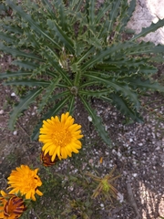 Berkheya armata