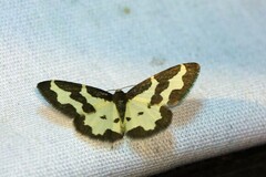 Lomaspilis marginata
