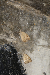 Pseudochazara pelopea