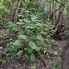 Brachyglottis repanda