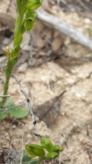 Pterostylis mutica