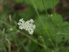 Daucus carota