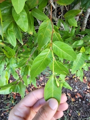 Coccoloba microstachya