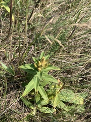 Gentiana cruciata