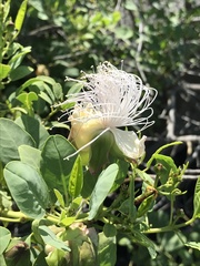 Capparis sandwichiana