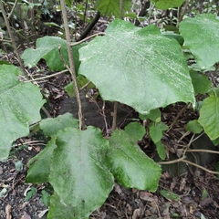 Brachyglottis repanda