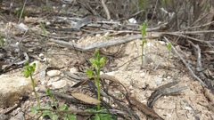 Pterostylis mutica