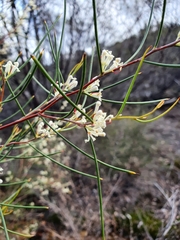 Hakea