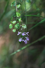 Lamiaceae