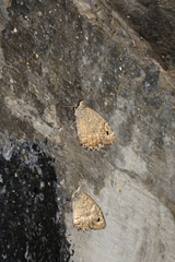 Pseudochazara pelopea