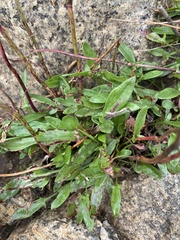 Rumex acetosa