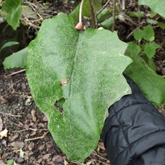 Brachyglottis repanda