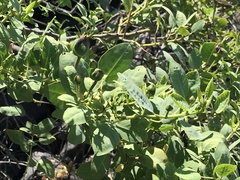 Capparis sandwichiana