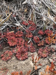 Drosera spatulata