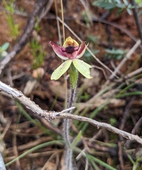Caladenia macrostylis