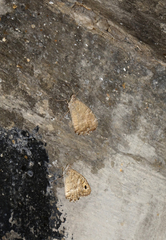 Pseudochazara pelopea