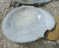 Tellinidae