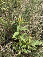Gentiana cruciata