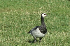 Branta leucopsis