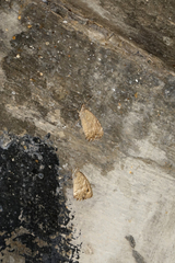 Pseudochazara pelopea