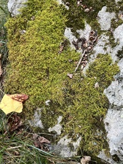 Pseudanomodon attenuatus