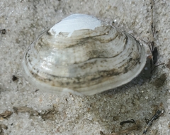 Tellinidae
