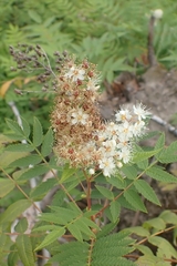 Sorbaria sorbifolia