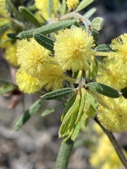 Acacia aspera