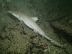 Carcharhinus melanopterus