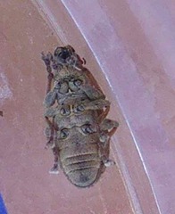 Sitona lineatus