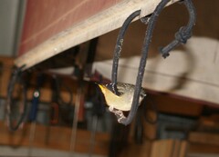 Pardalotus punctatus